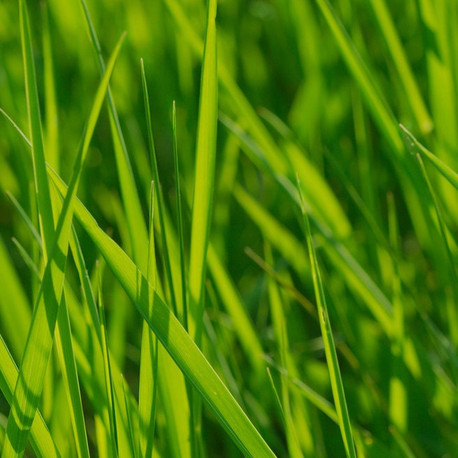 Ring Toss Bridal Shower Game / Wedding Game