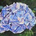BarbaraRosenzweig shop avatar
