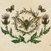 ForStrangeWomen shop avatar
