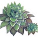 HenAndChickArt shop avatar