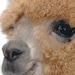 NorthStarAlpacas shop avatar