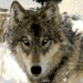 GrayWolfGallery shop avatar