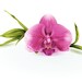 PassionMoonPotions shop avatar