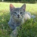 Thefaerywatcher shop avatar