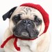 AllYouNeedIsPugShop shop avatar