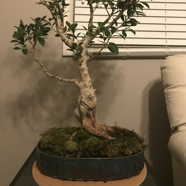 Ben's Bonsai Pots by bensbonsaipots on Etsy