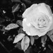 Kandis Rose