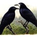 therookandtheraven