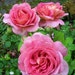 marim277